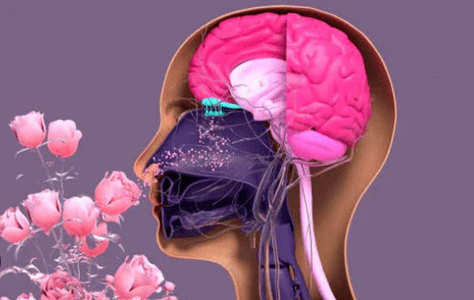 Beyond Flowers: Unexpected Scents that Boost Brainpower - Puretive Botanics