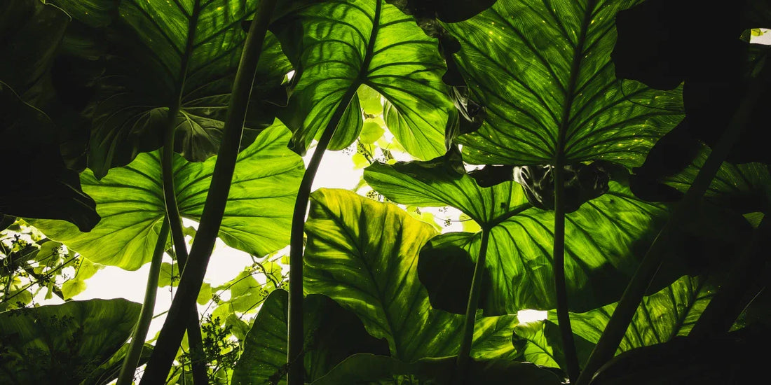 Plant Therapy: A Timeless Tradition - Puretive Botanics